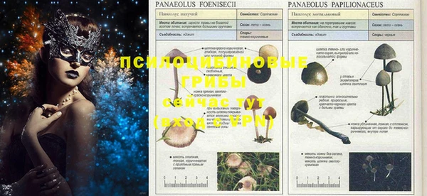 PSILOCYBIN Дмитров